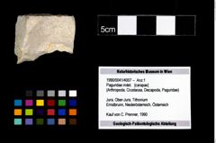 Foto (Objekt + Etikett) von Paguridae indet.  (NHMW-GEO-1990-0041-4007)